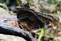 MORPHIDAE, Morpho peleides